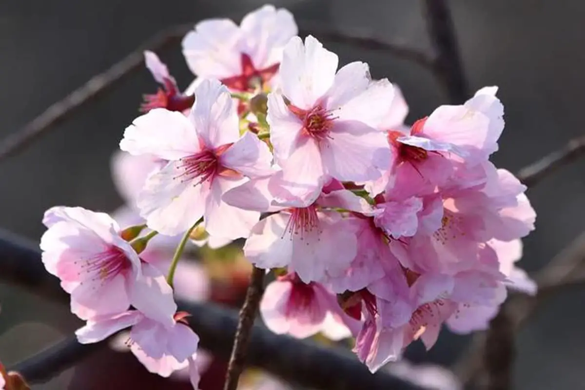 The Secrets of Samantabadhra Cherry