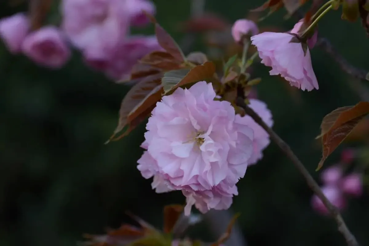 The Secrets of Samantabadhra Cherry
