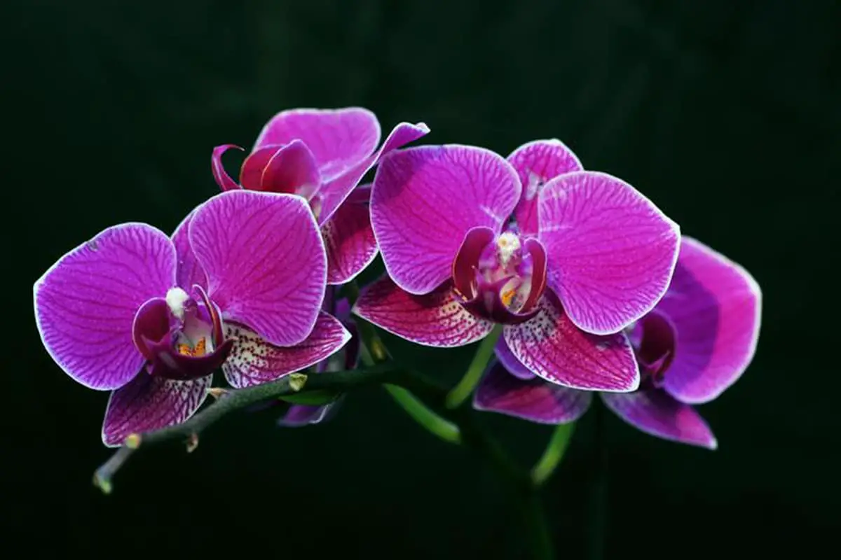 Orchidacées