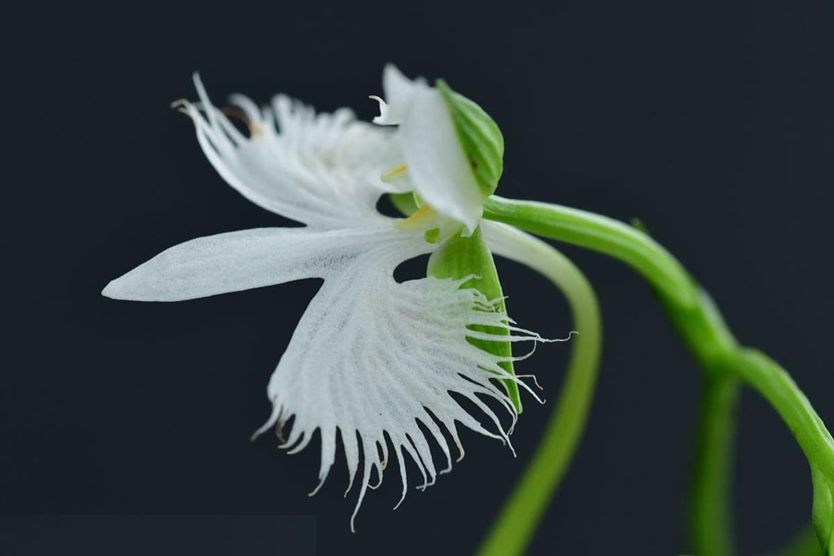 Habenaria Radiata