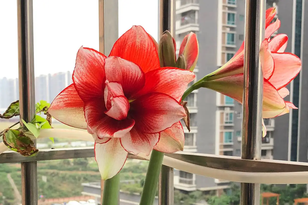 Hippeastrum Rutilum