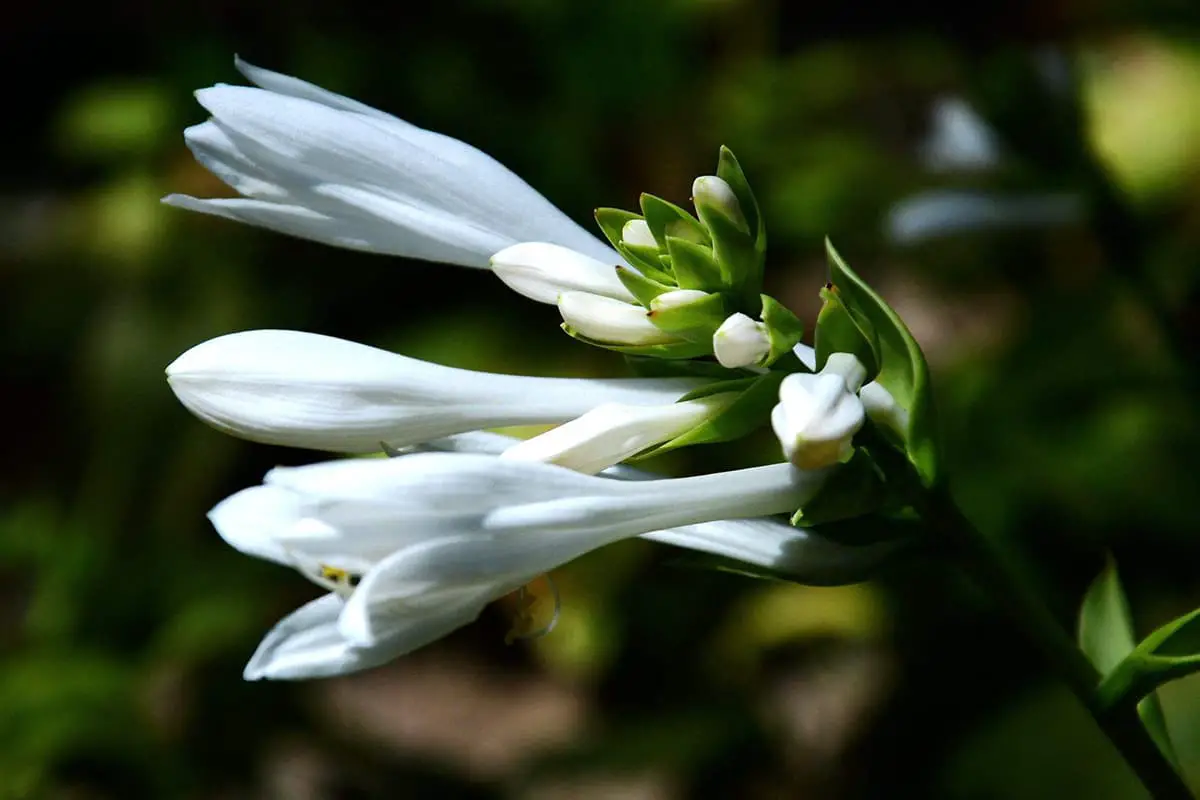 Hosta Plantaginea