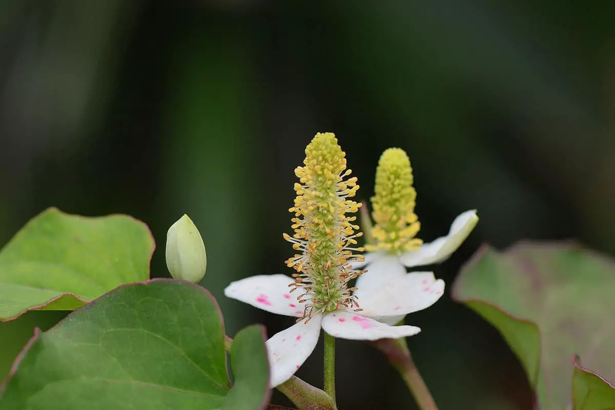 Houttuynia Cordata