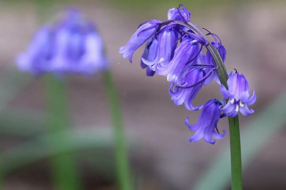 Hyacinthoides Niet-Scripta 