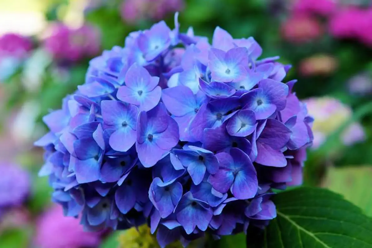 Hortensia Macrophylla