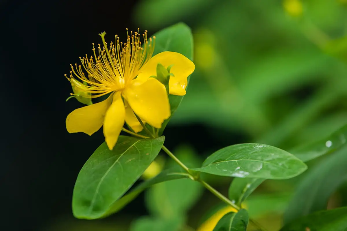 Hypericum Monogynum