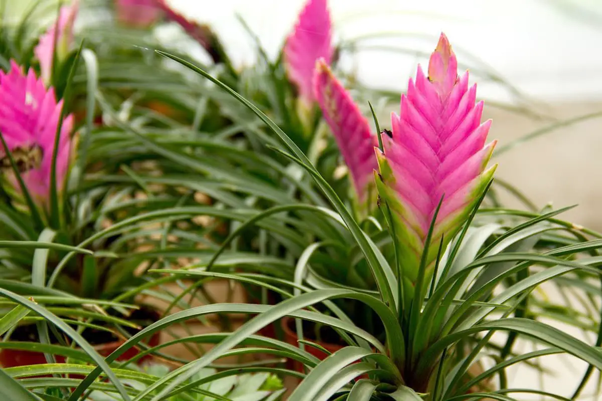 Tillandsia cyanea