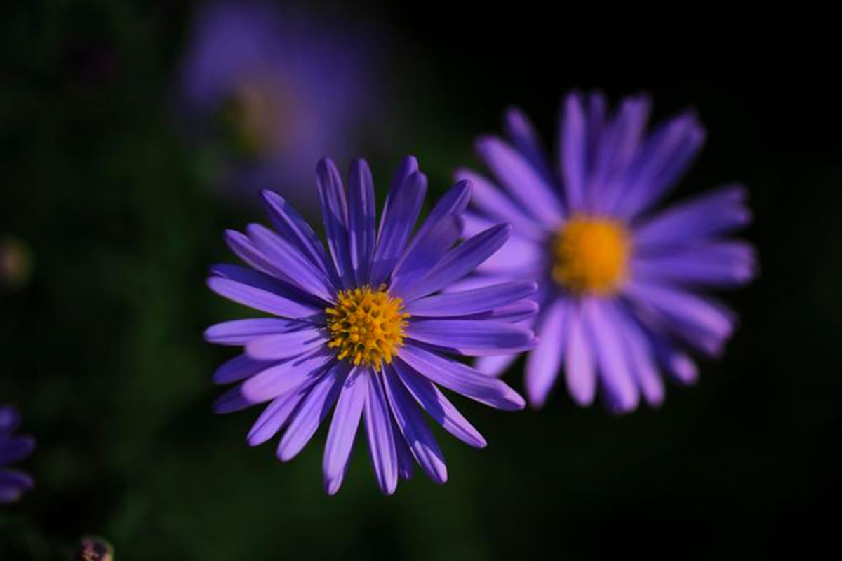 Aster novi-belgii