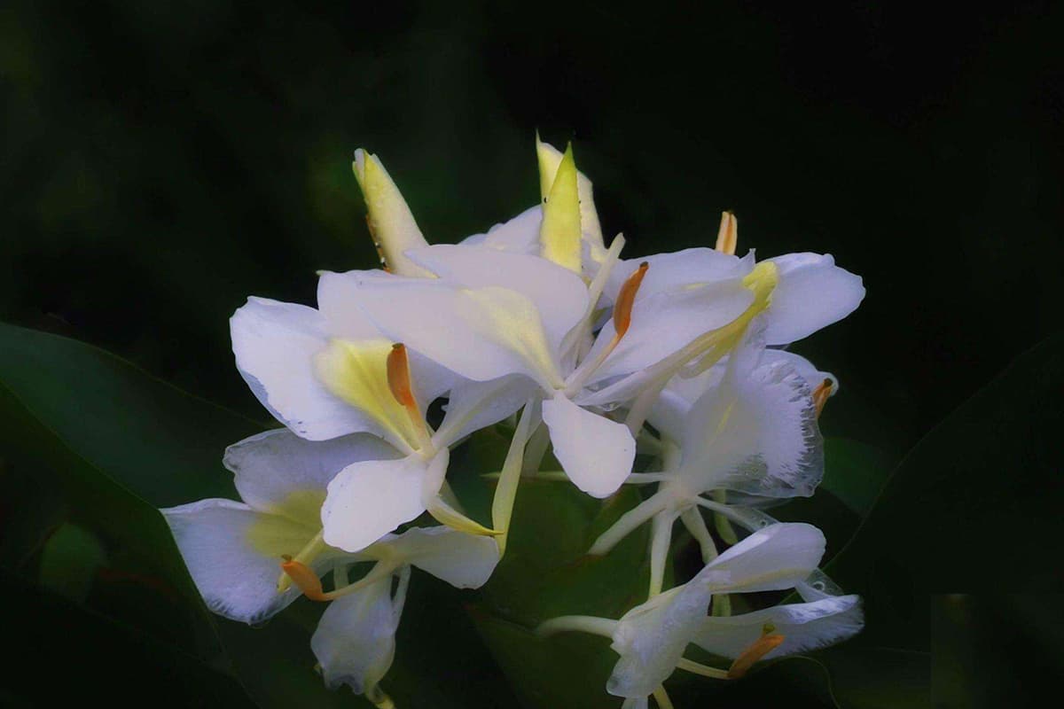 Hedychium Coronarium