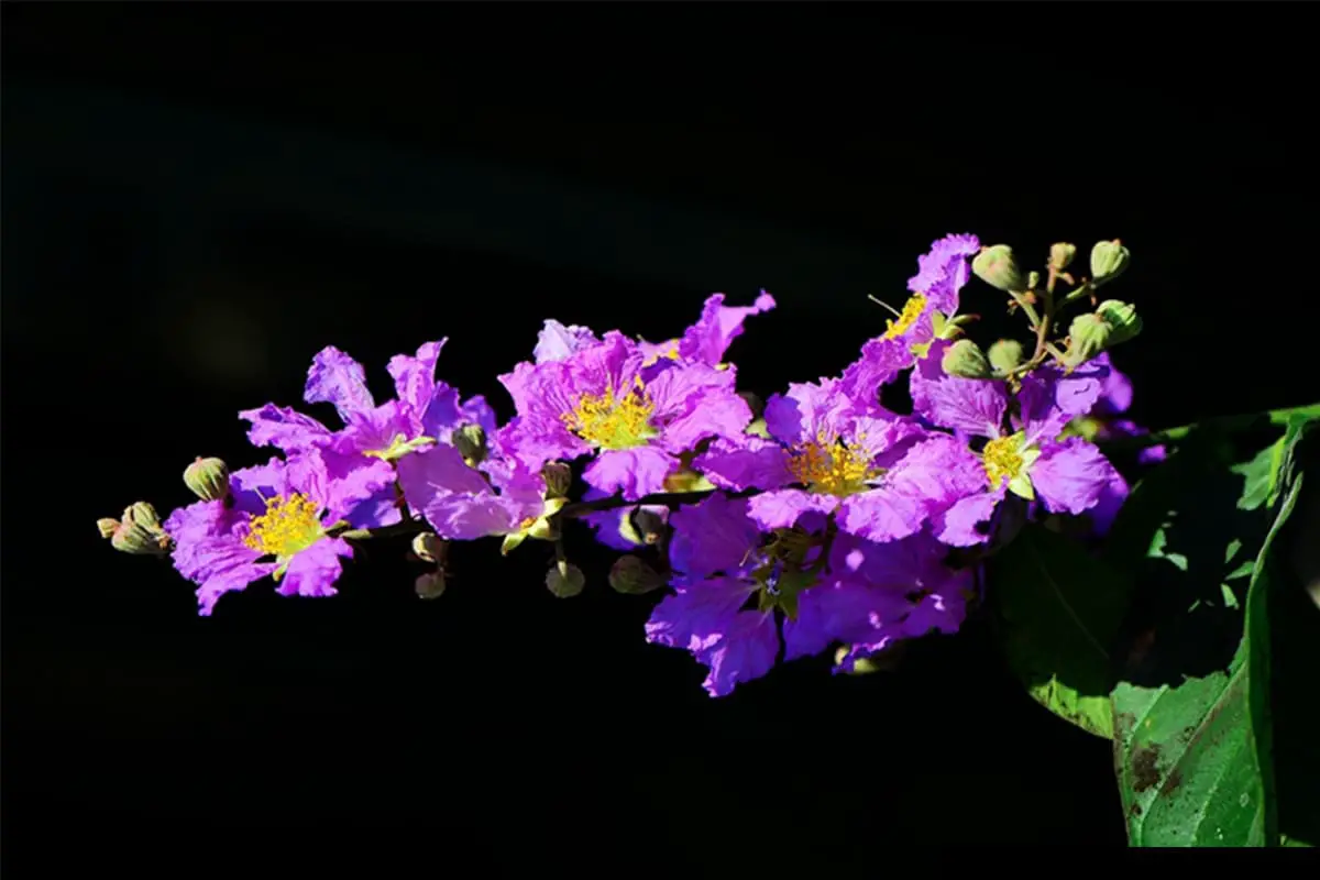 Lagerstroemia indica