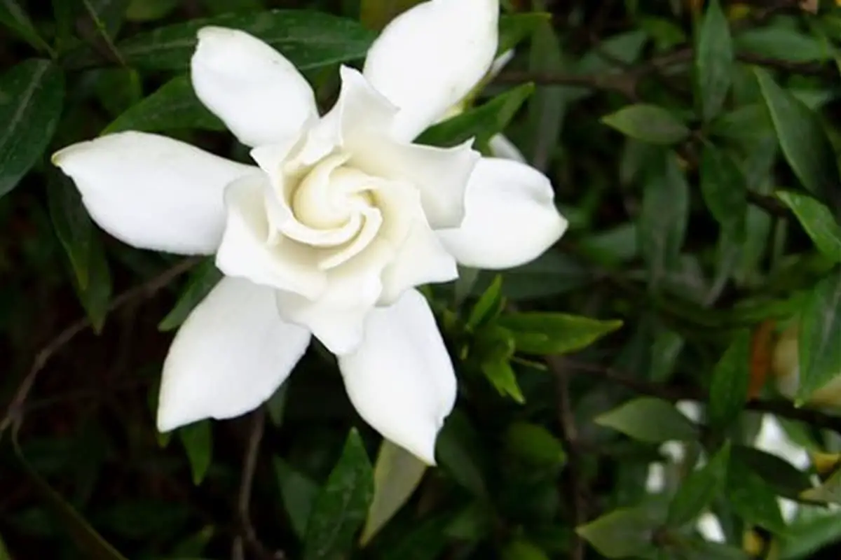 Gardenia Ellis Fortuniana