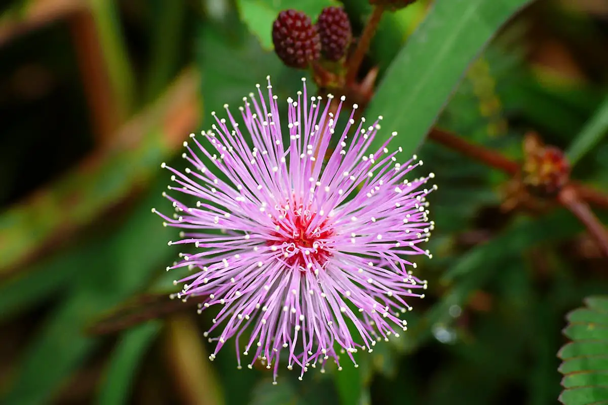 Mimosa pudica