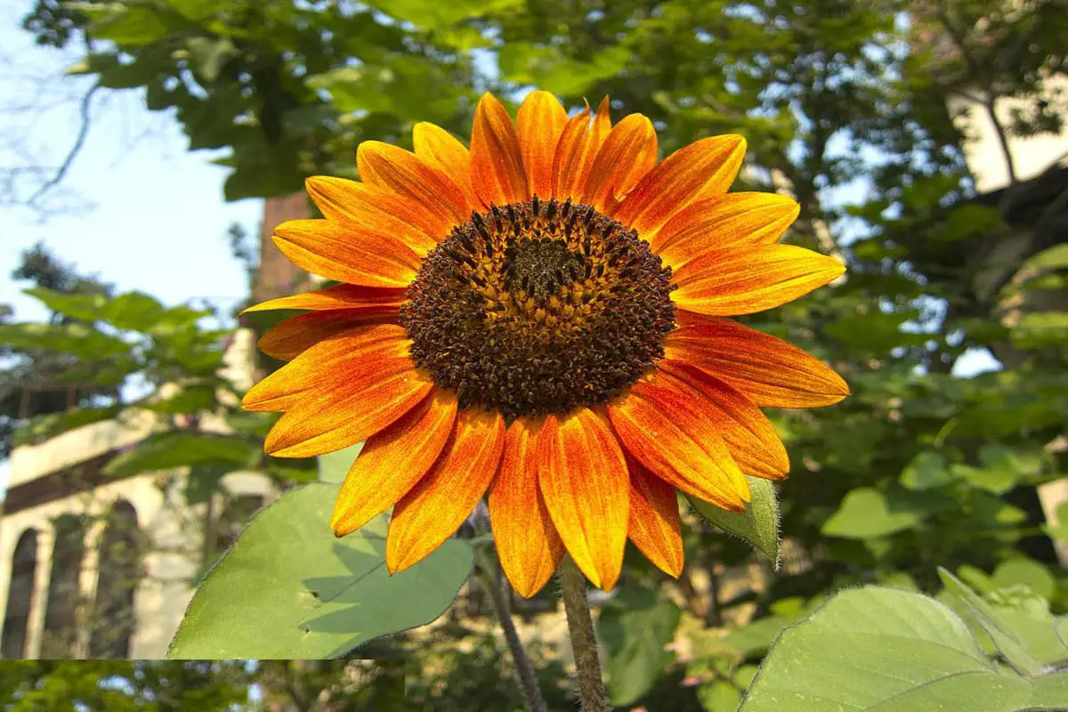 Helianthus Annuus 'Oranje Zon' 