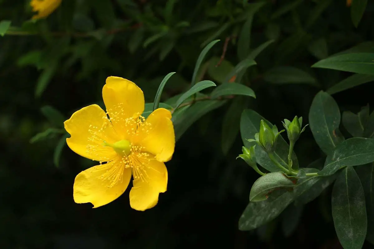 Hypericum monogynum