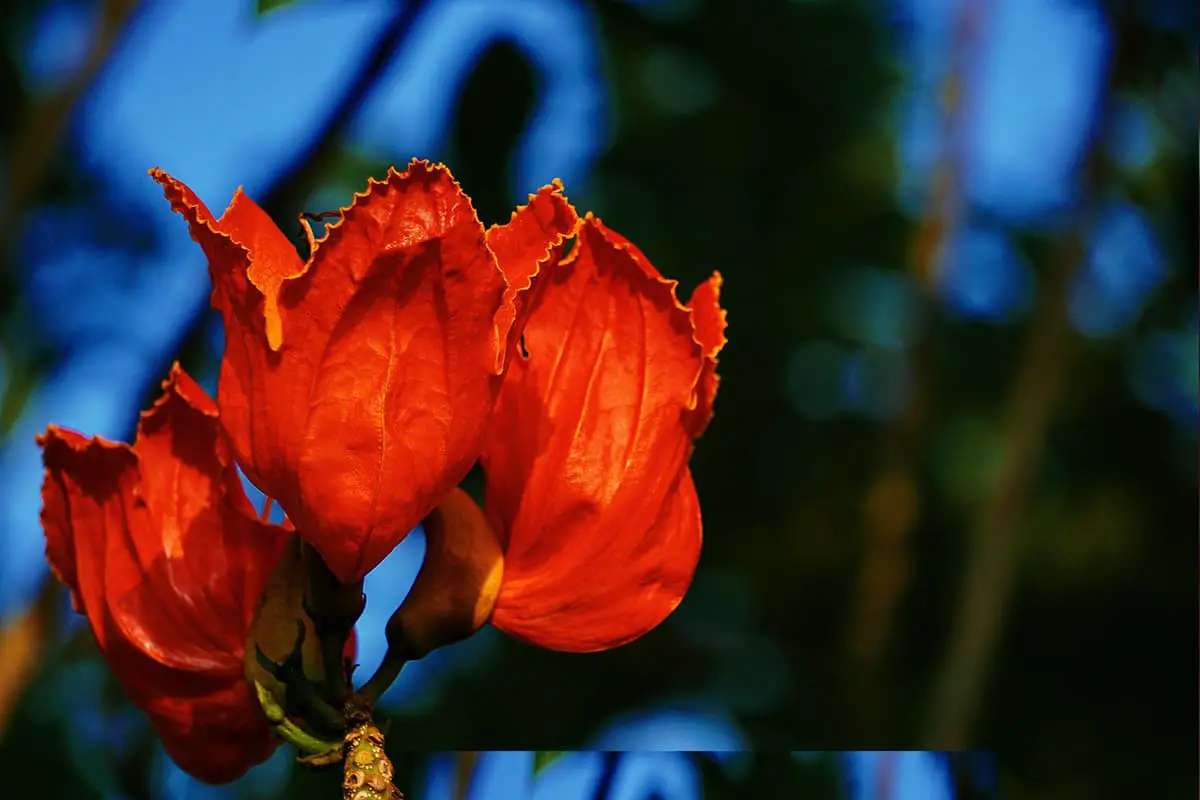 Spathodea campanulata