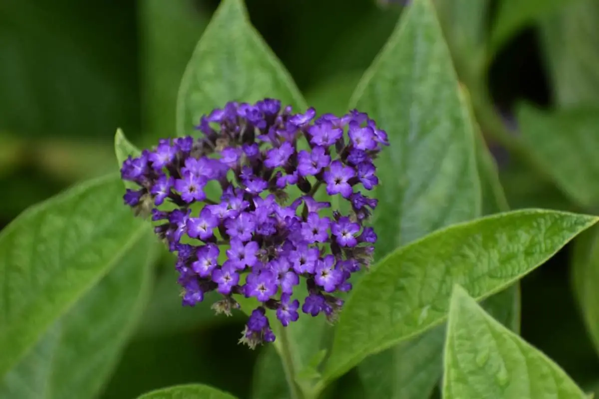 Heliotropium Arborescens