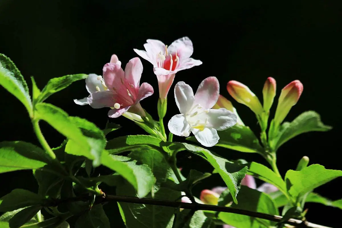 Weigela florida