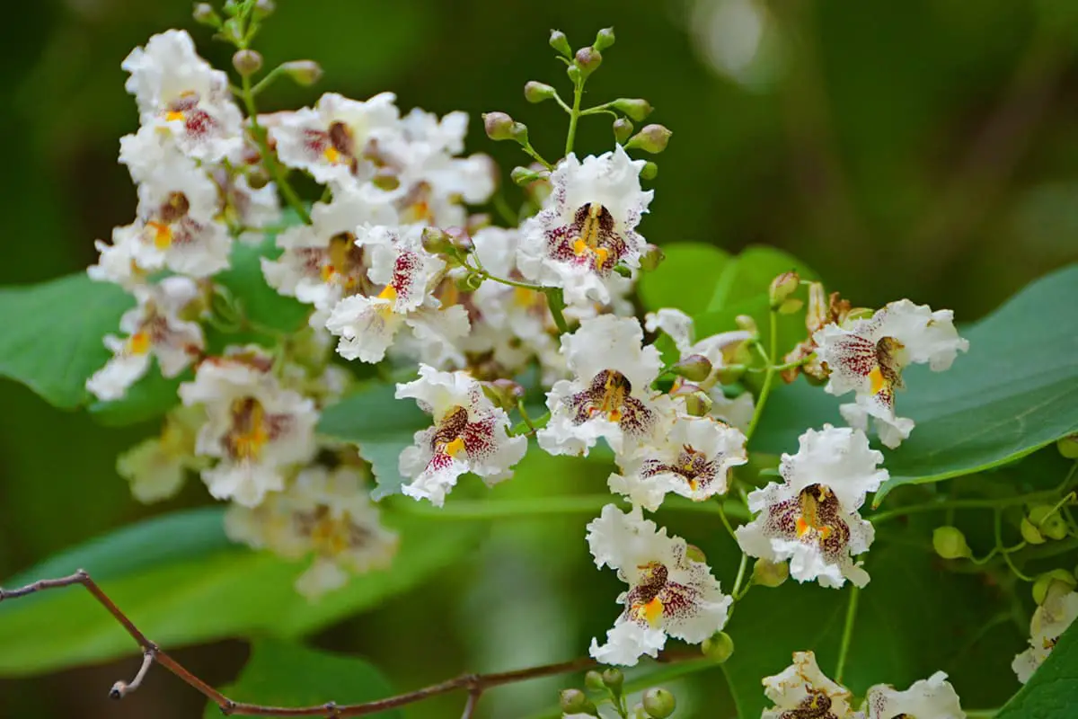 Catalpa Ovata Flowers: Nature's Hidden Treasures - FlowersLib