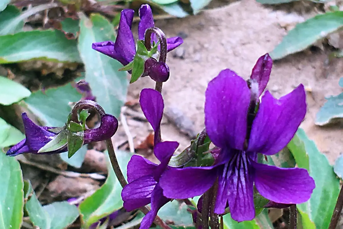 Viola phillipina