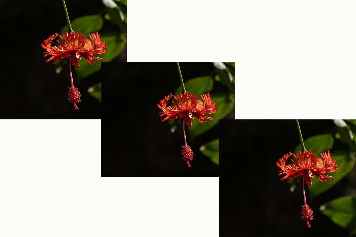 Hibiscus schizopetalus