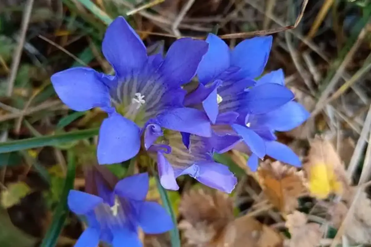 Astragalus Dahuricus