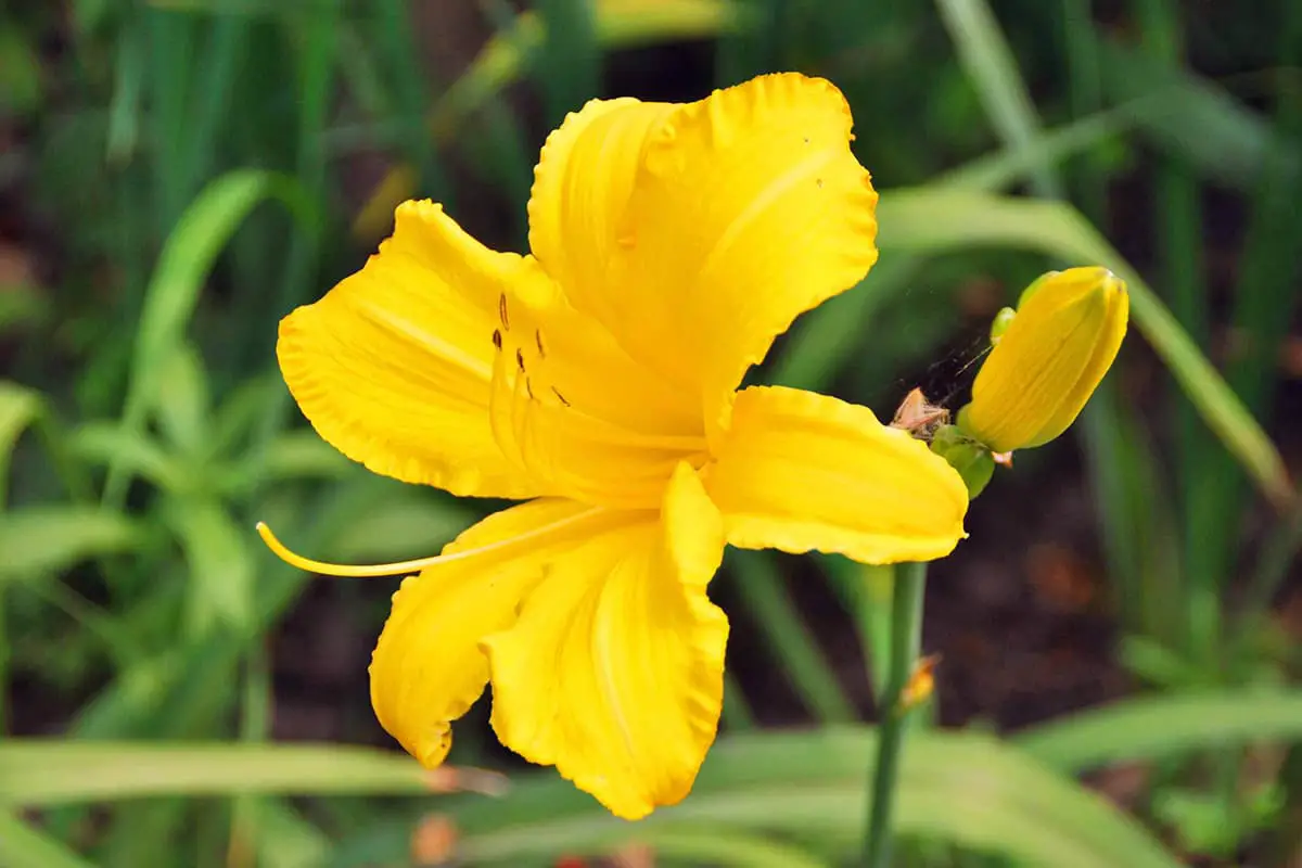 Hemerocallis hybride