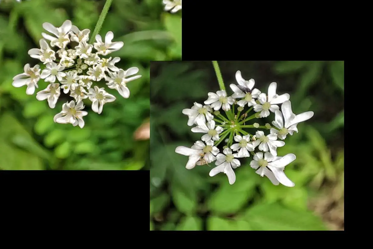 Heracleum Moellendorffii Hance