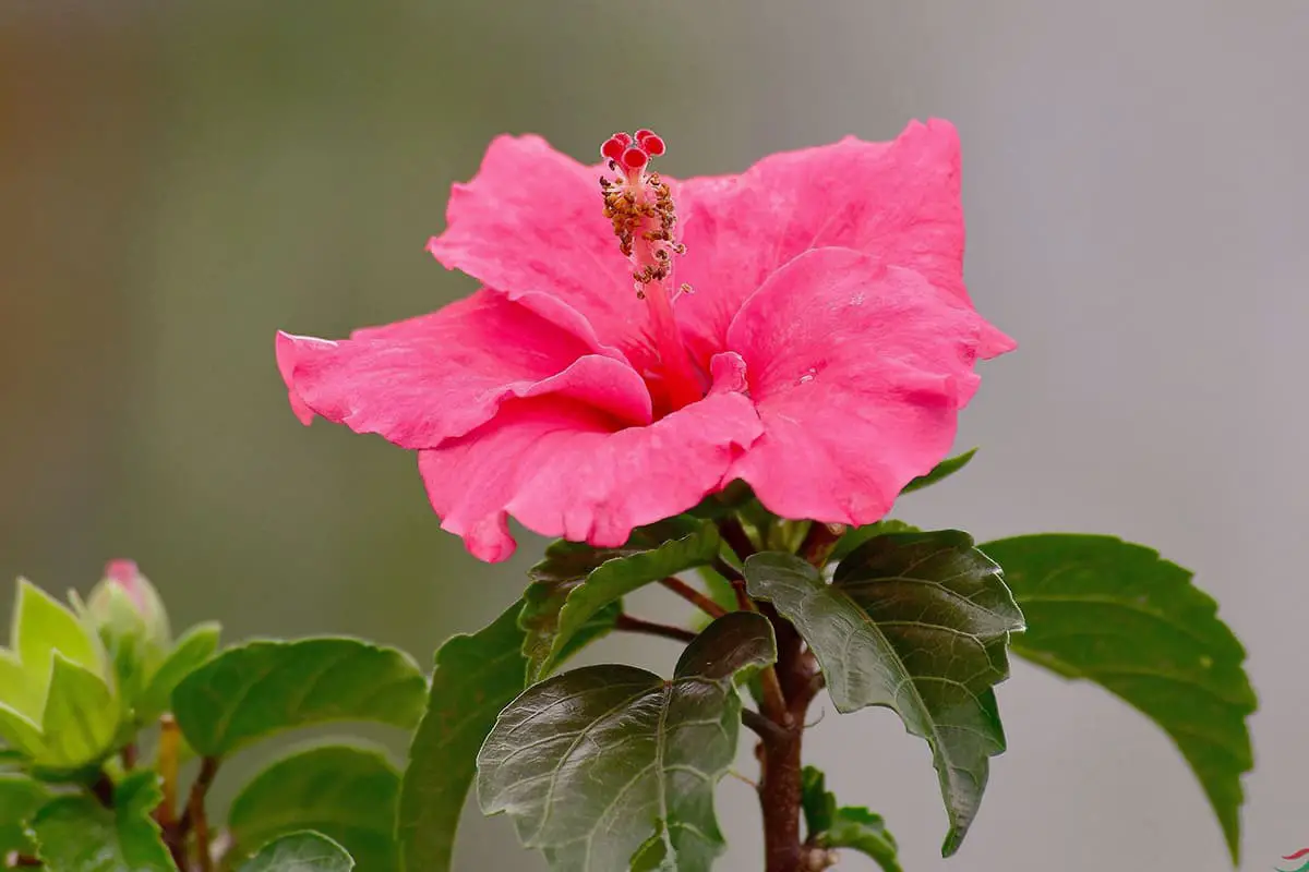 Hibiscus Rosa-Sinensis 