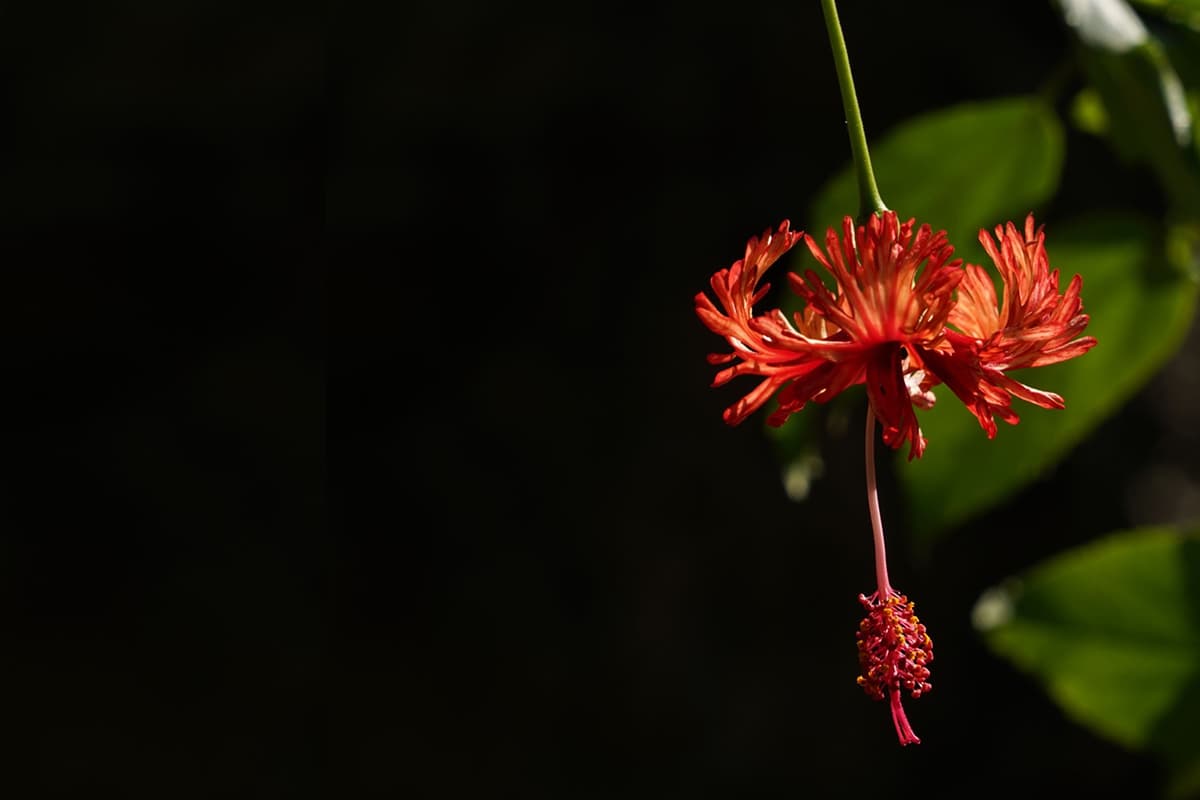 Hibiscus Schizopetalus