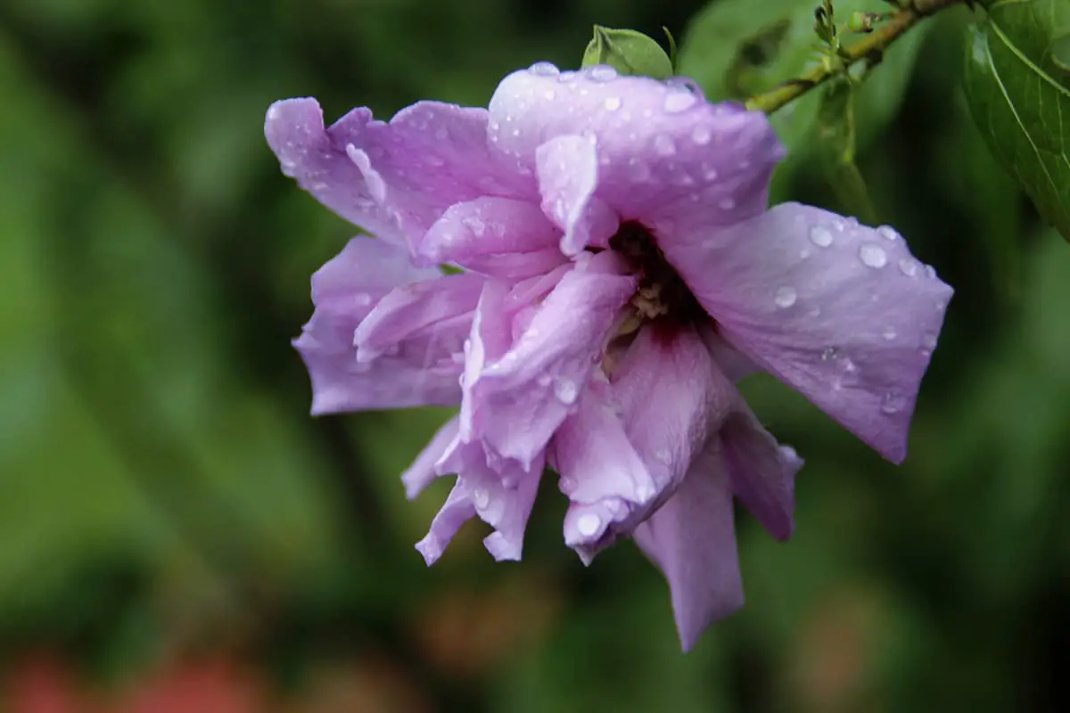 Hibiscus Syriacus