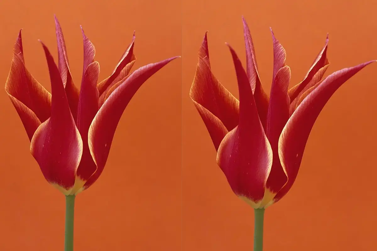 Regina di Saba (Thelymitra speciosa)