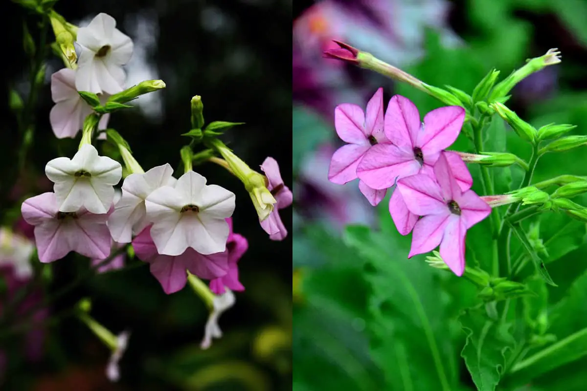 Nicotiana Alata