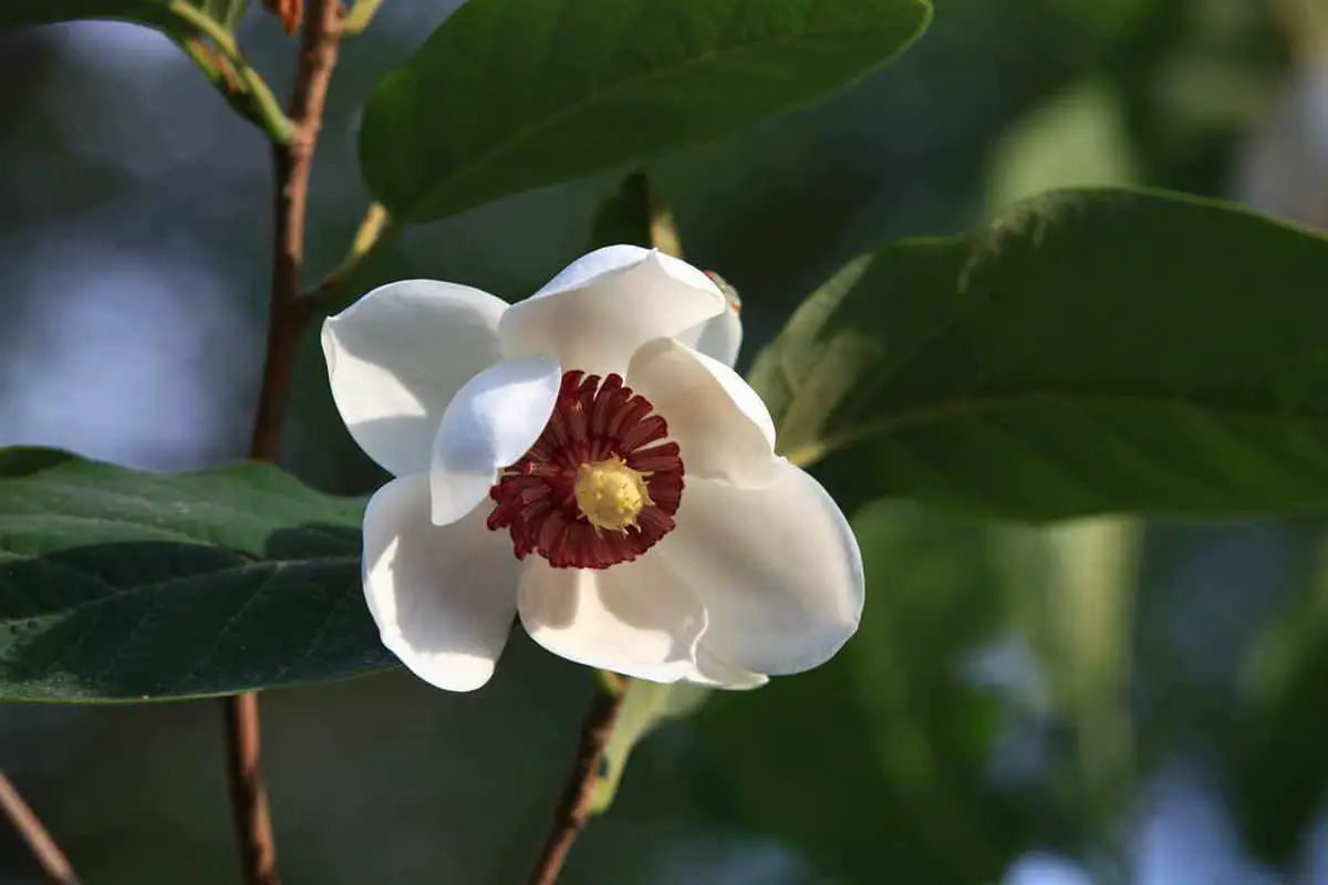 Magnolia Sieboldii 