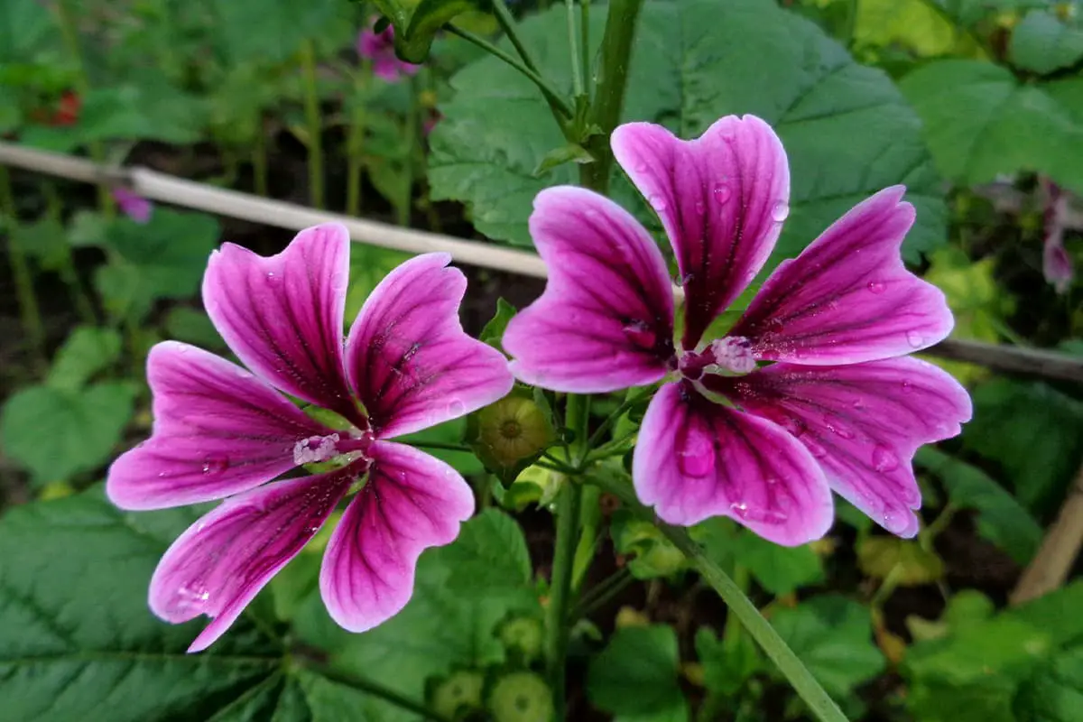 Malva Sinensis