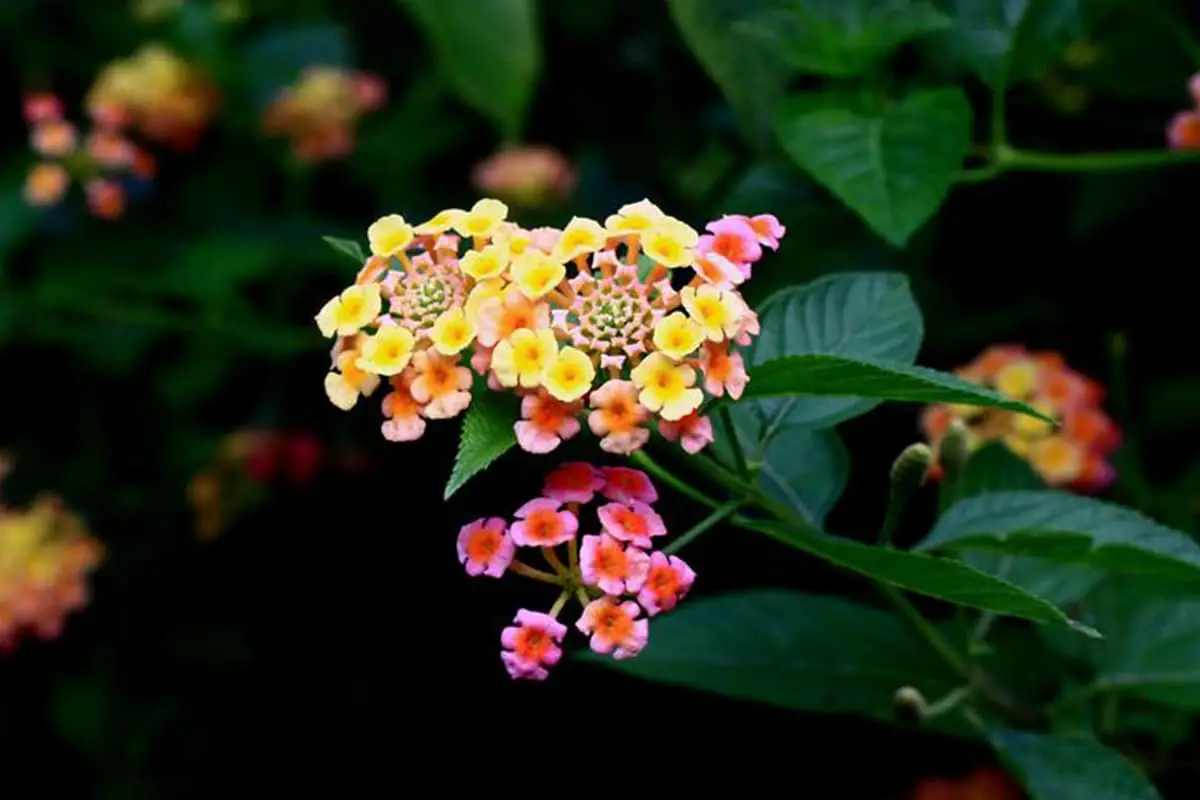 Lantana camara