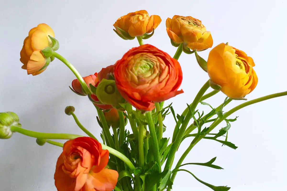 Ranunculus asiaticus