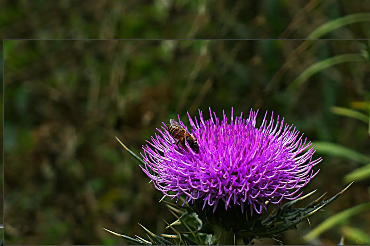 Cirsium arvense