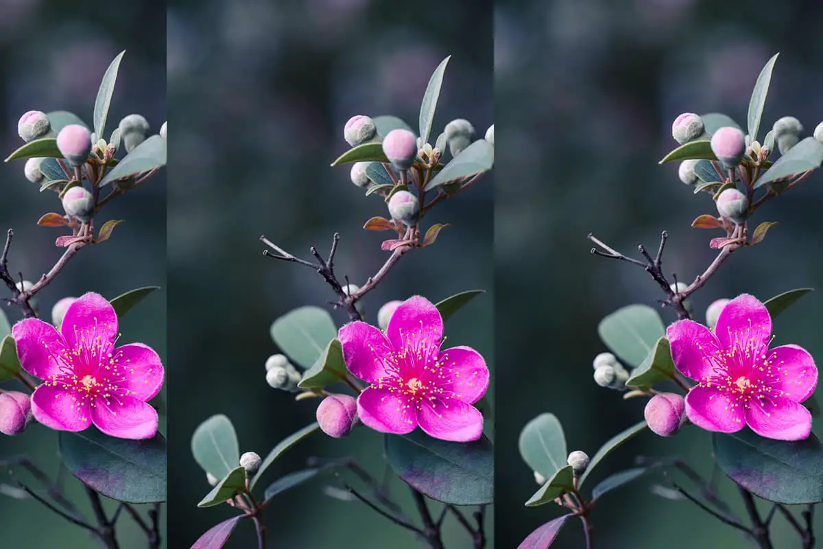 Rhodomyrtus tomentosa