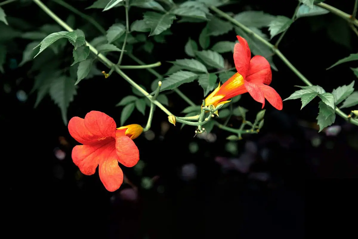 Campsis grandiflora
