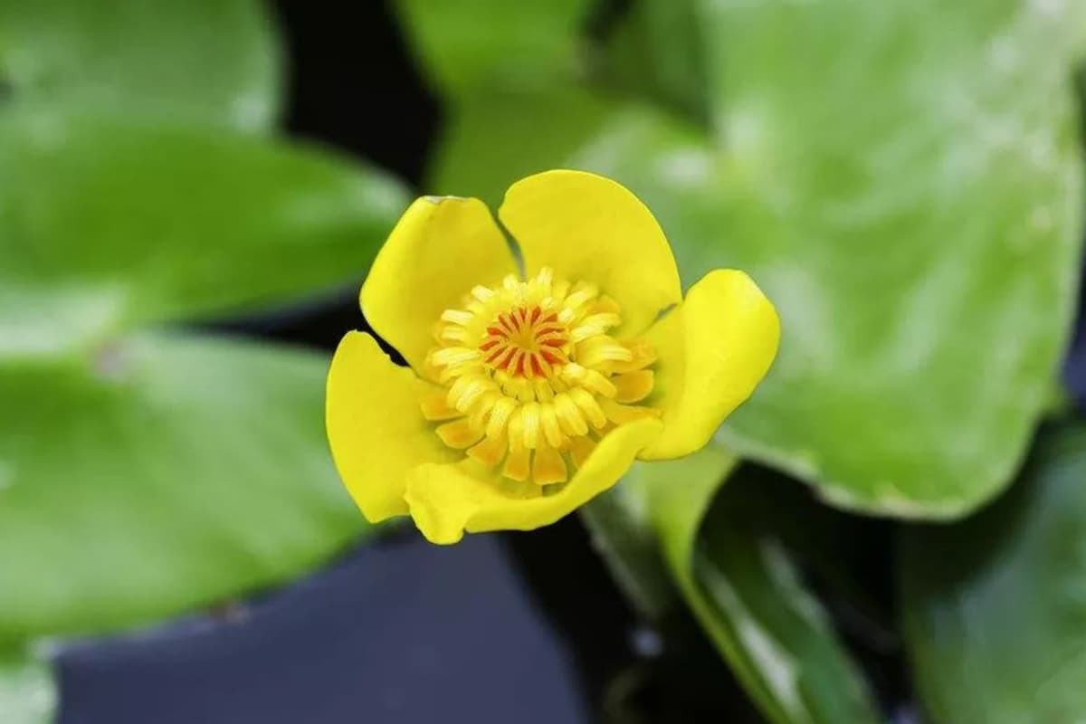 Nuphar Pumila