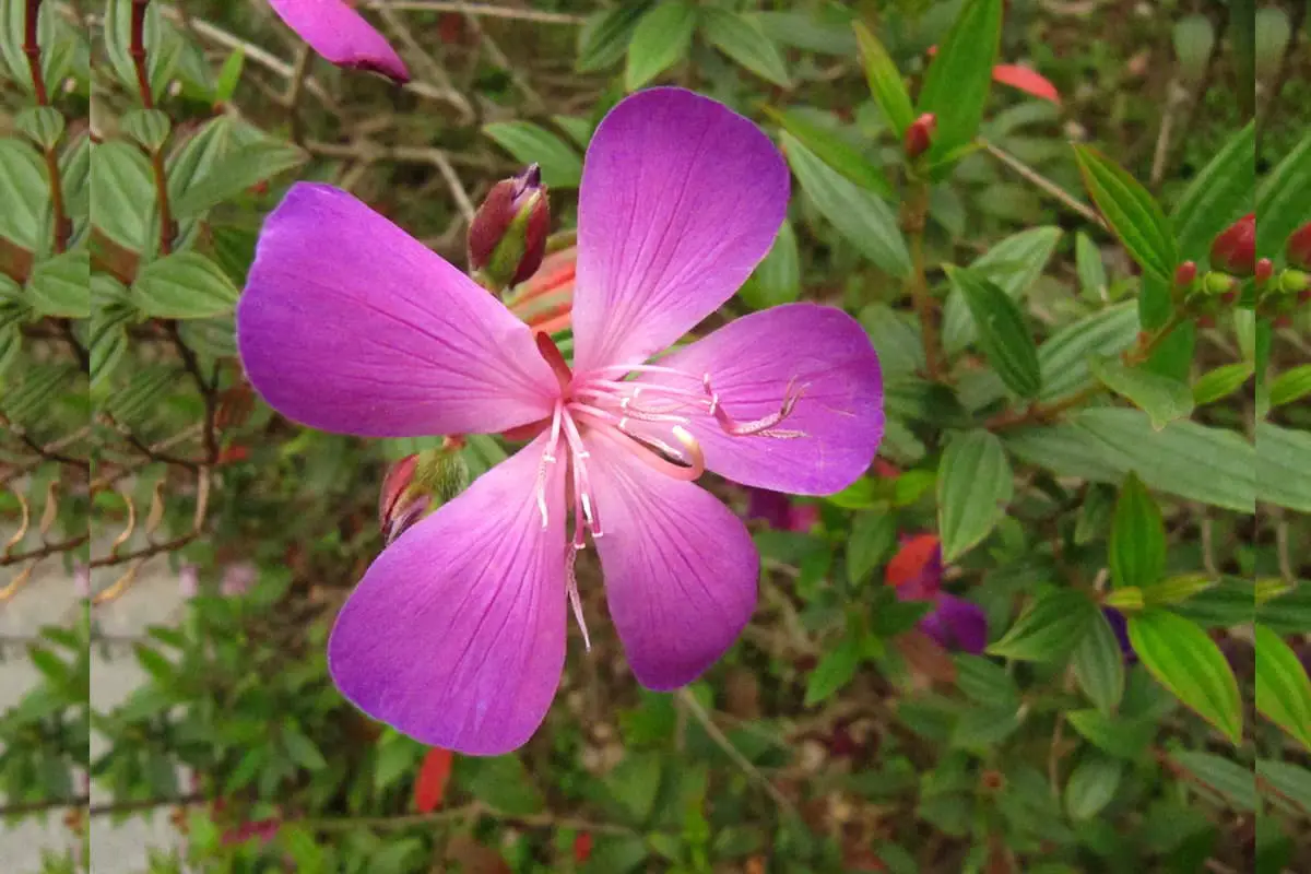 Melastoma Malabathricum