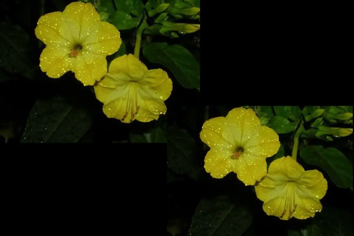 Mirabilis Jalapa Linn 