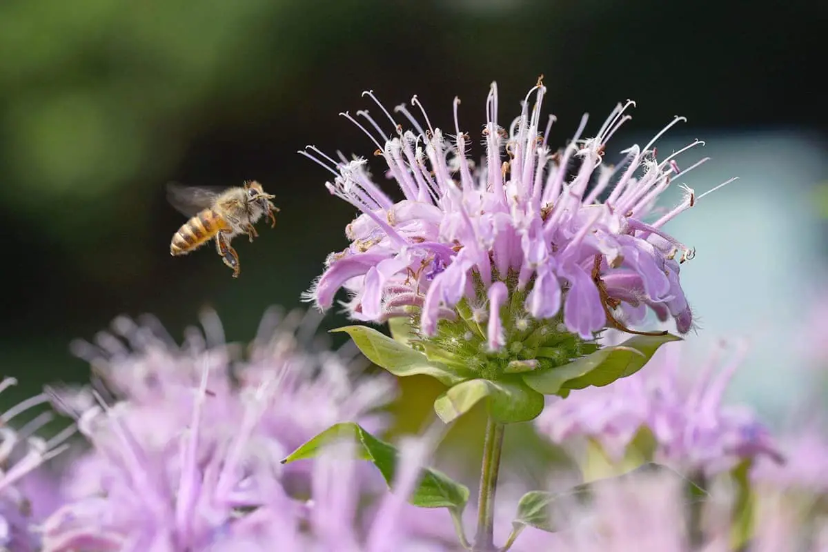 Monarda Didyma