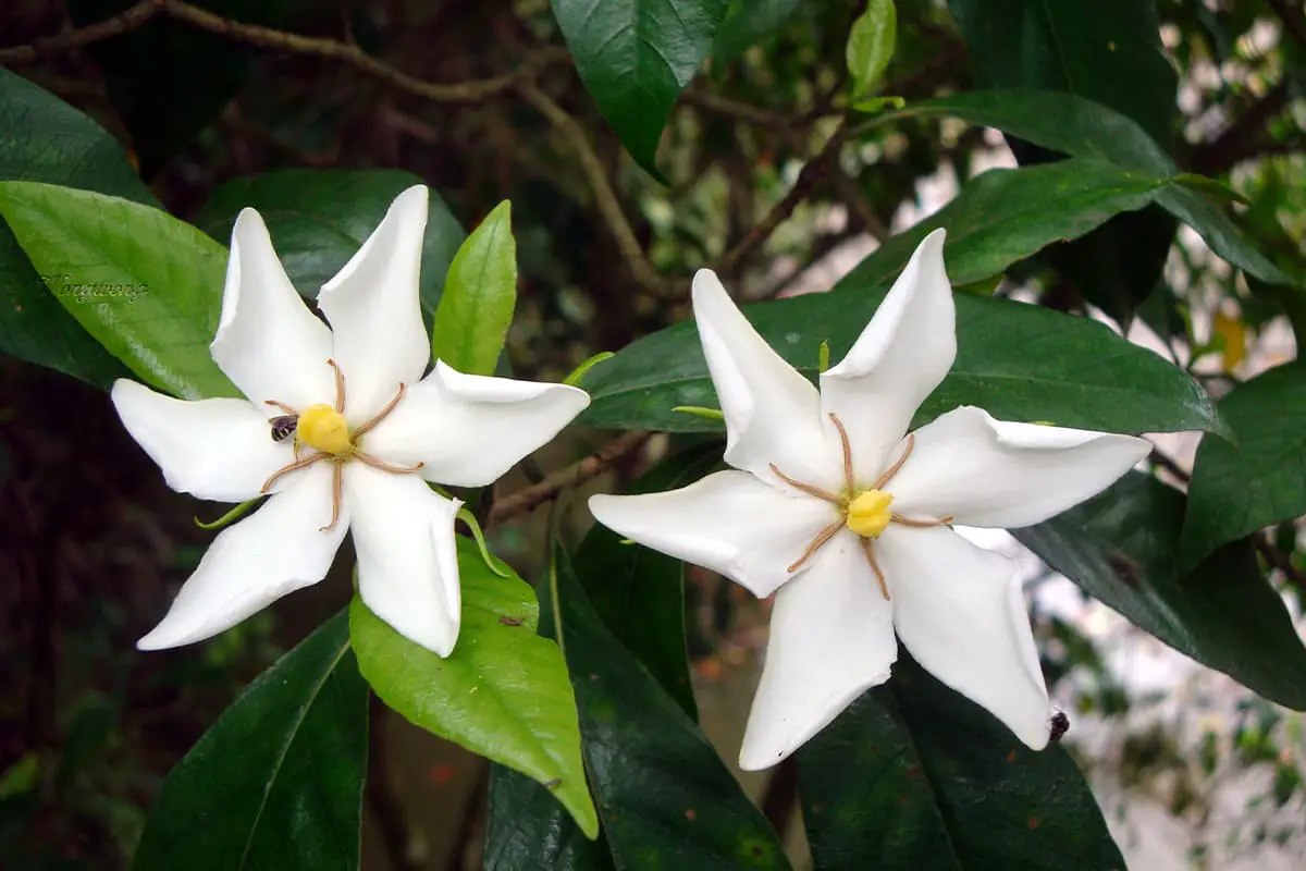 Gunung Gardenia