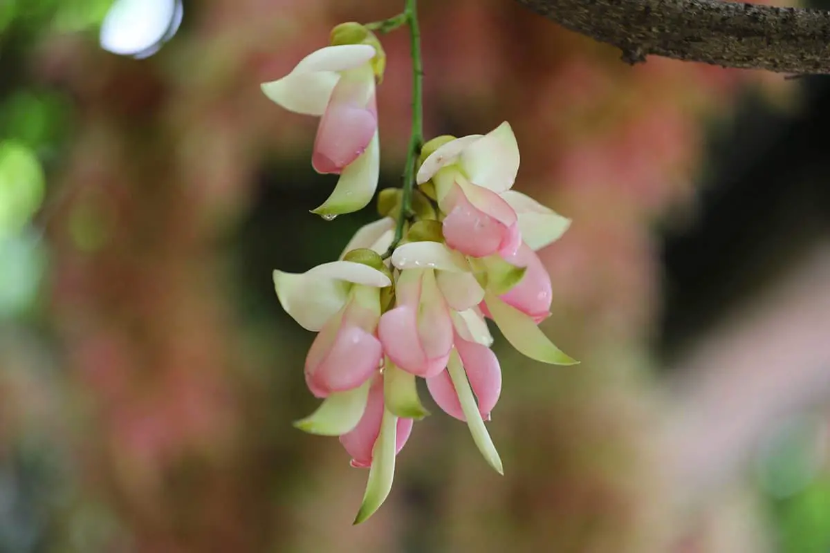 Mucuna Birdwoodiana