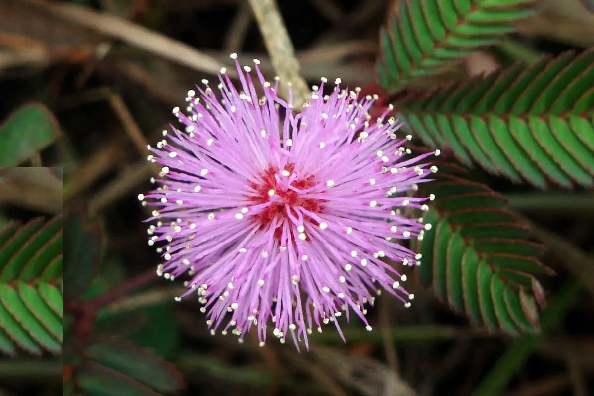 Mimosa Pudica