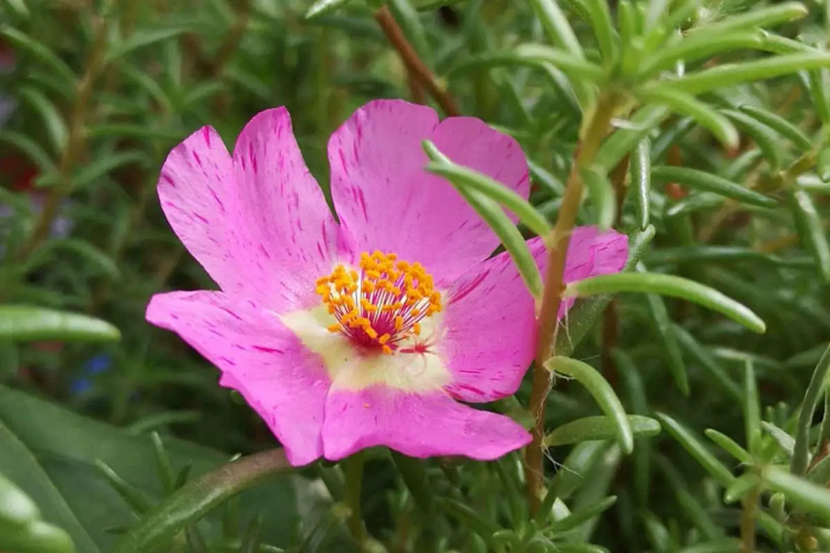 Portulaca grandiflora