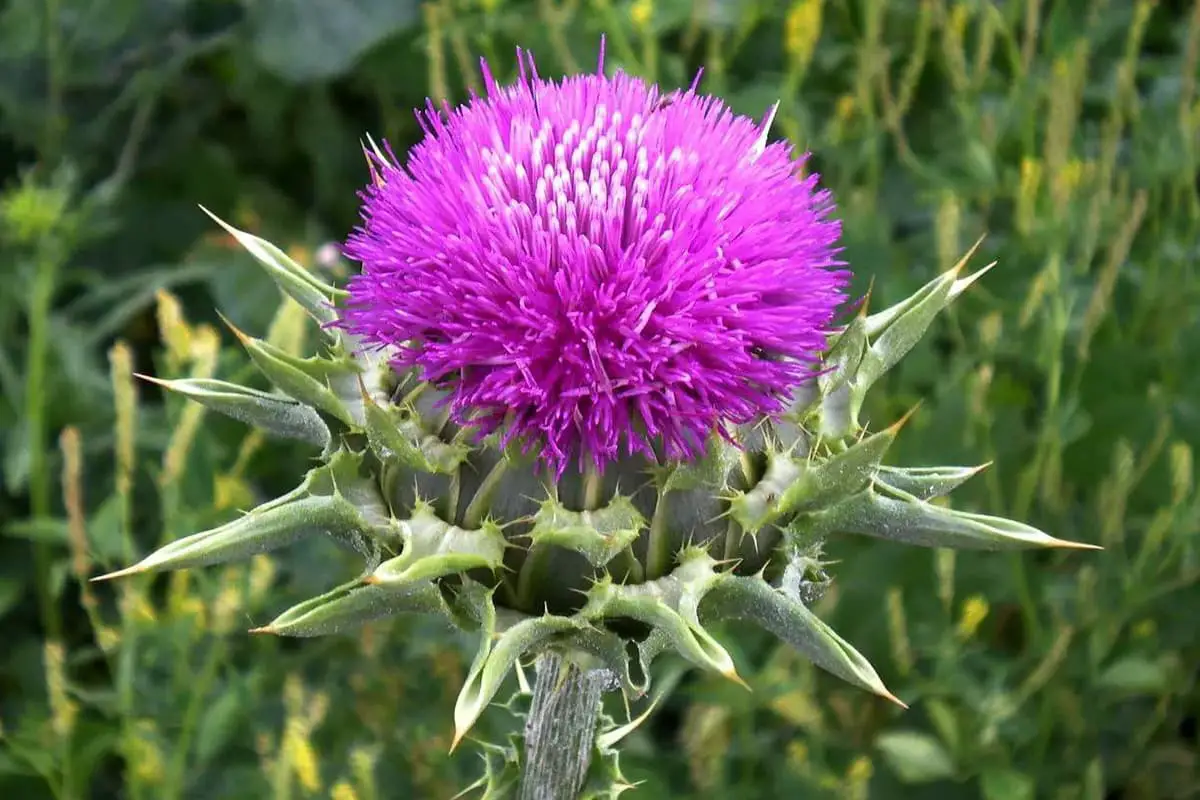 Cirsium japonicum