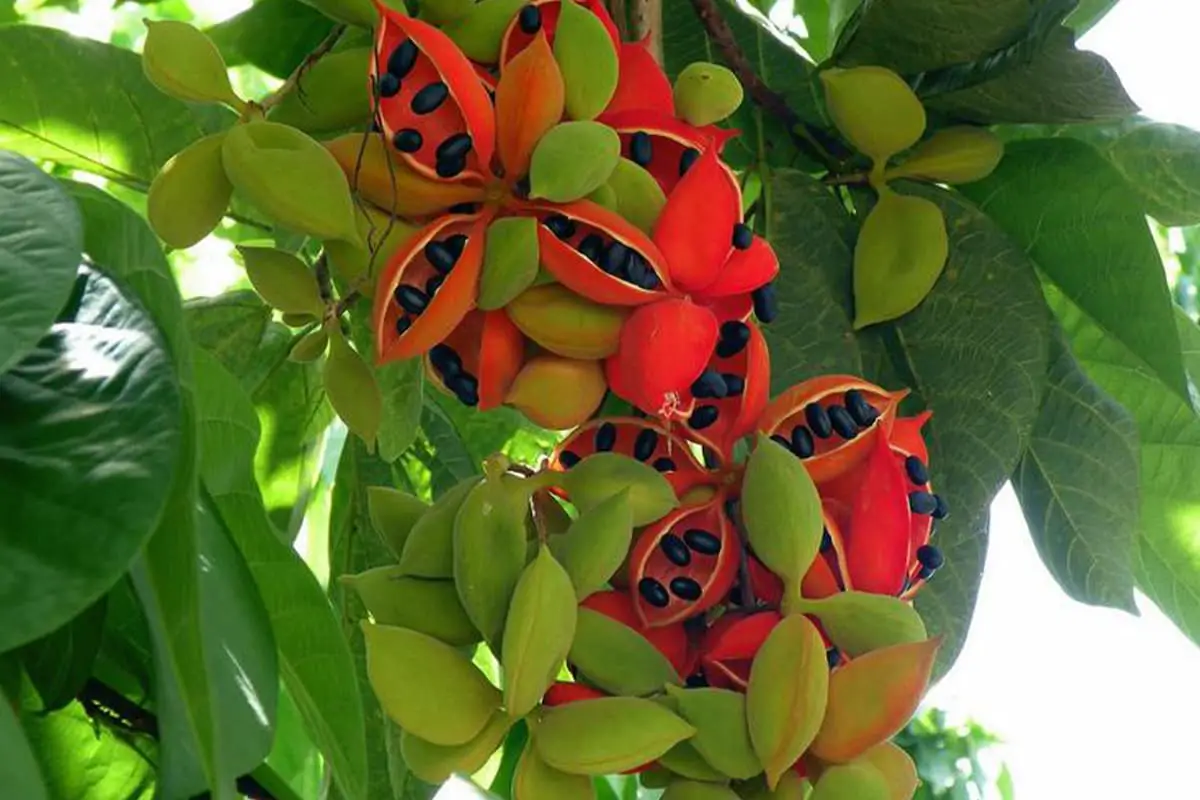Sterculia monosperma