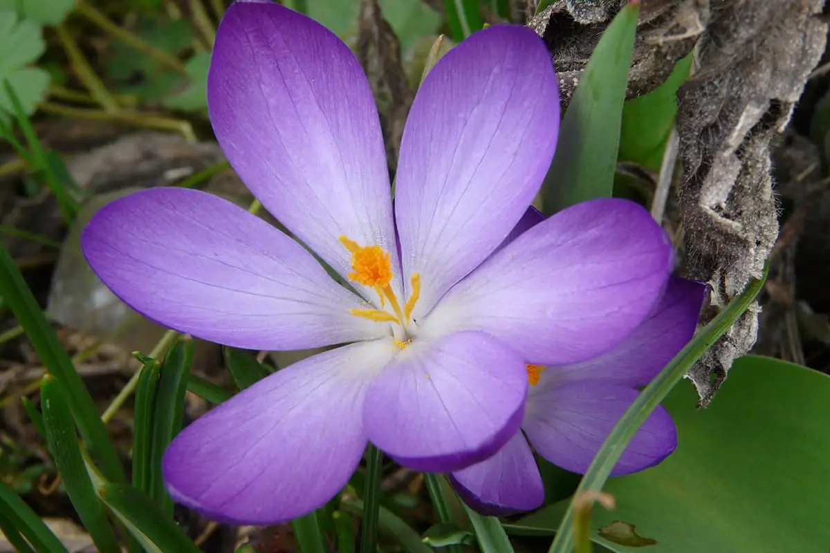 Crocus sativus